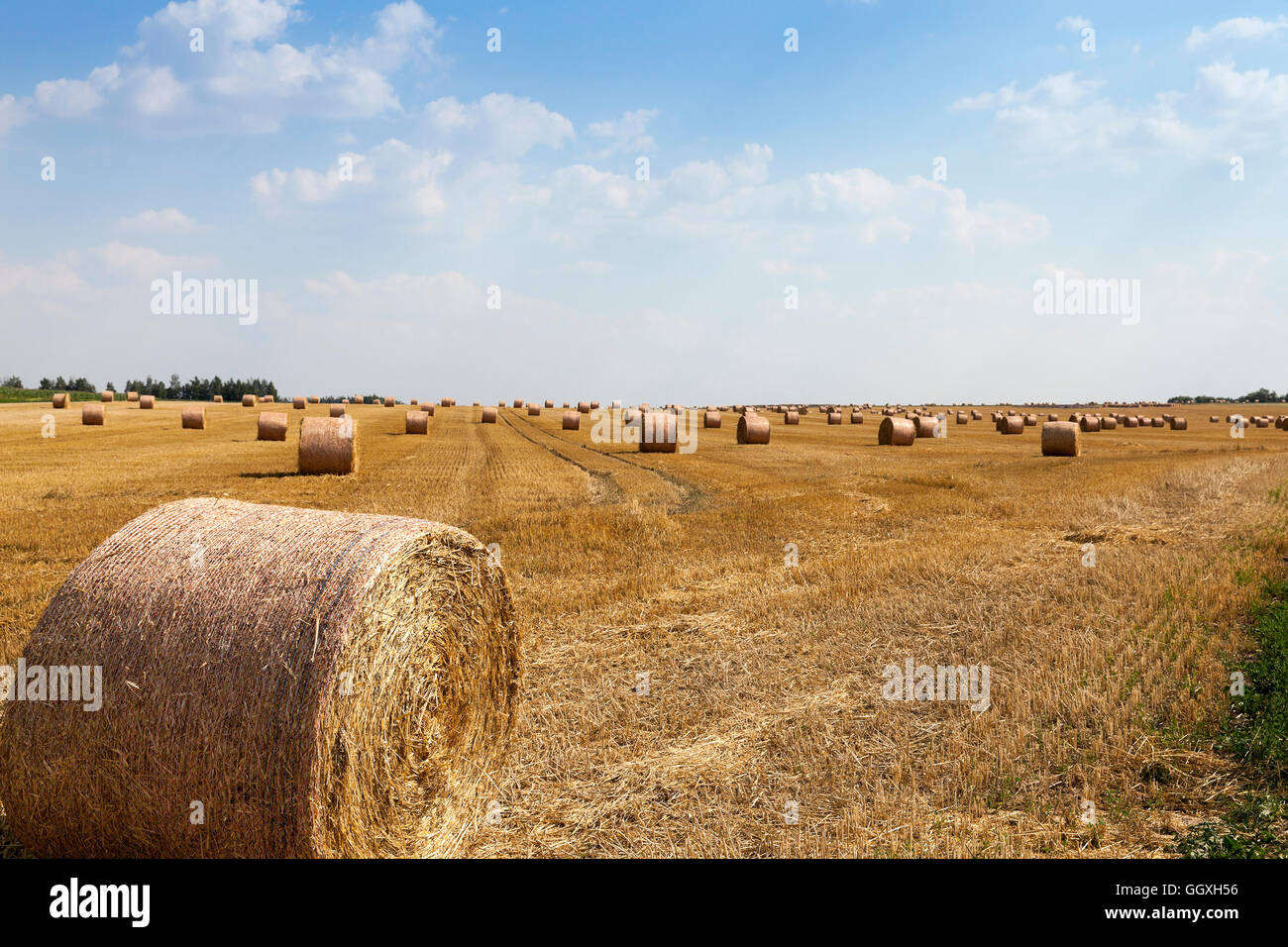 agricultural field with cereal Stock Photo - Alamy