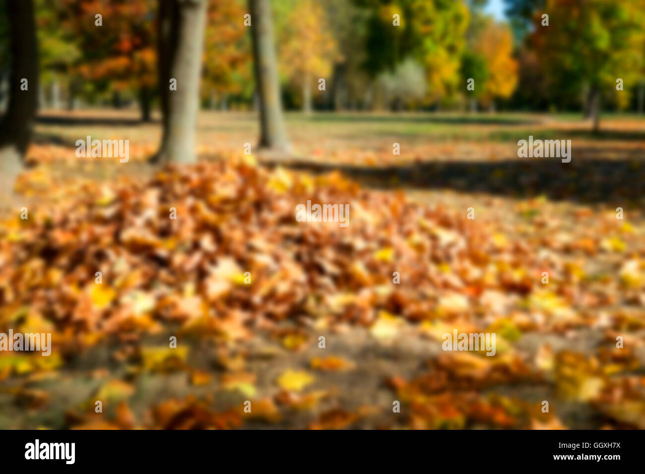 autumn in the park Stock Photo - Alamy