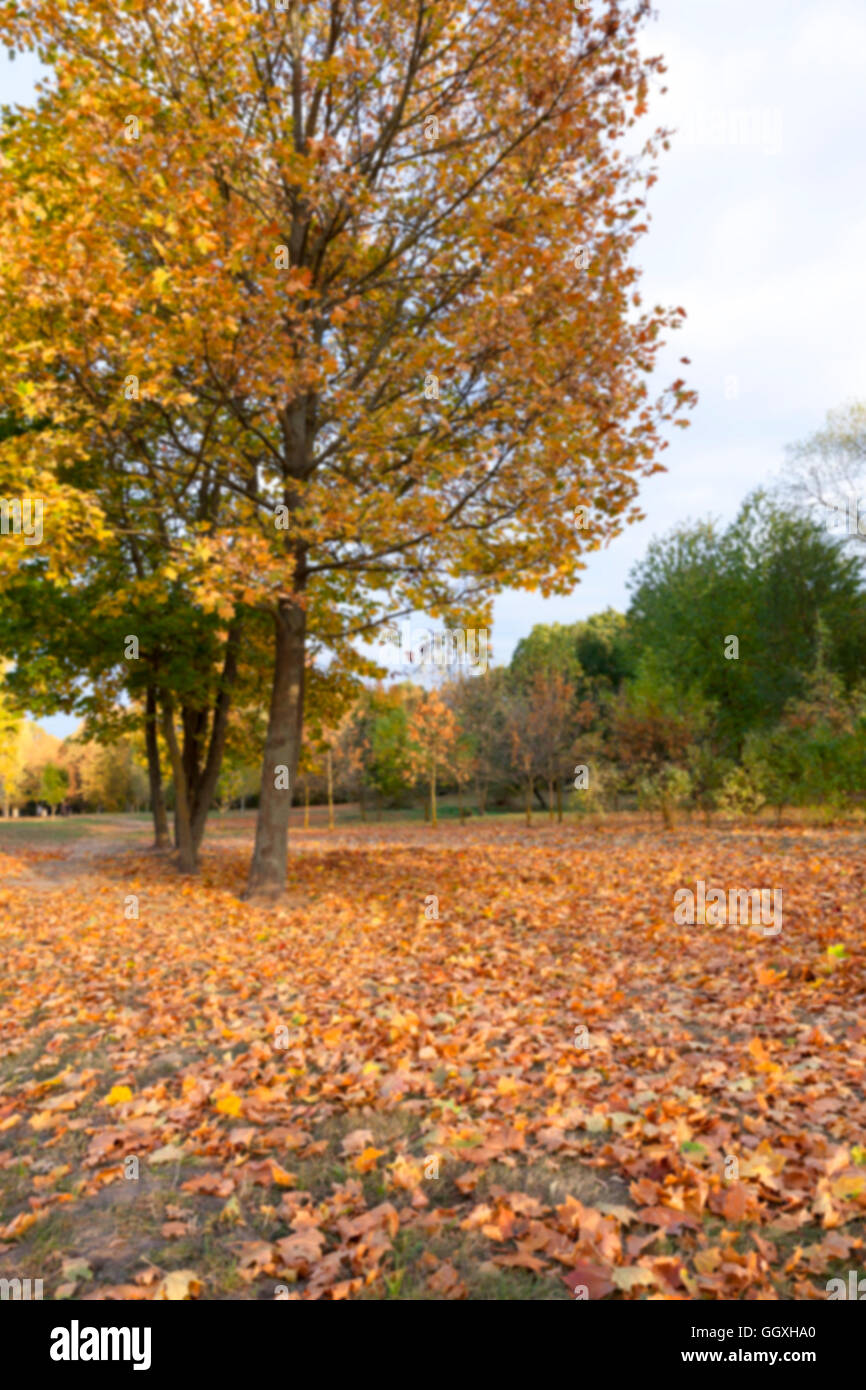 autumn in the park Stock Photo - Alamy