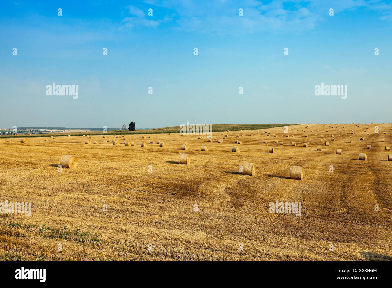 wheat field after harvest Stock Photo - Alamy