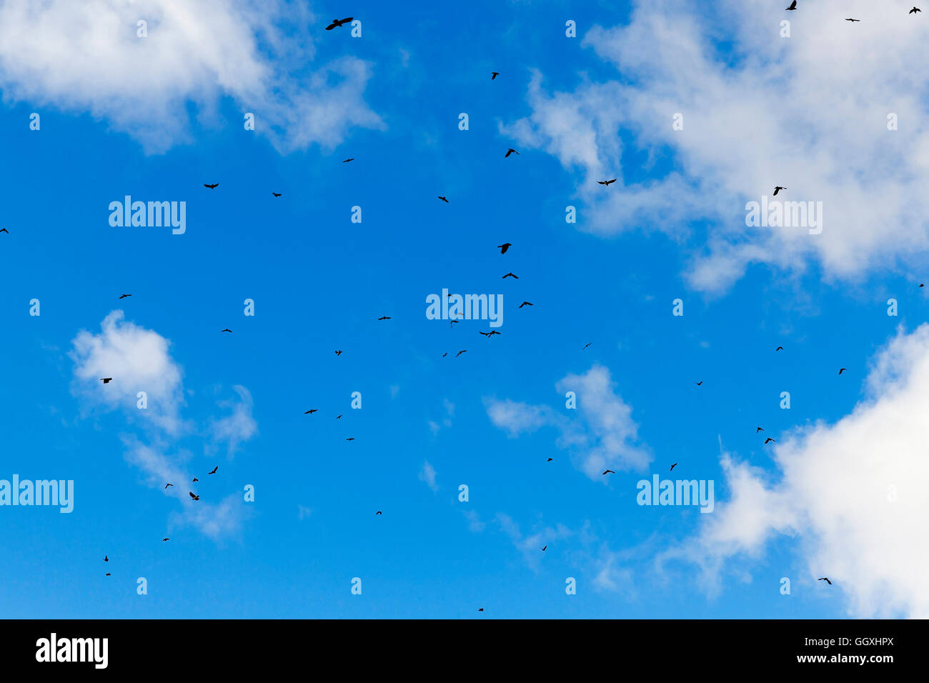 birds flying in the sky Stock Photo - Alamy