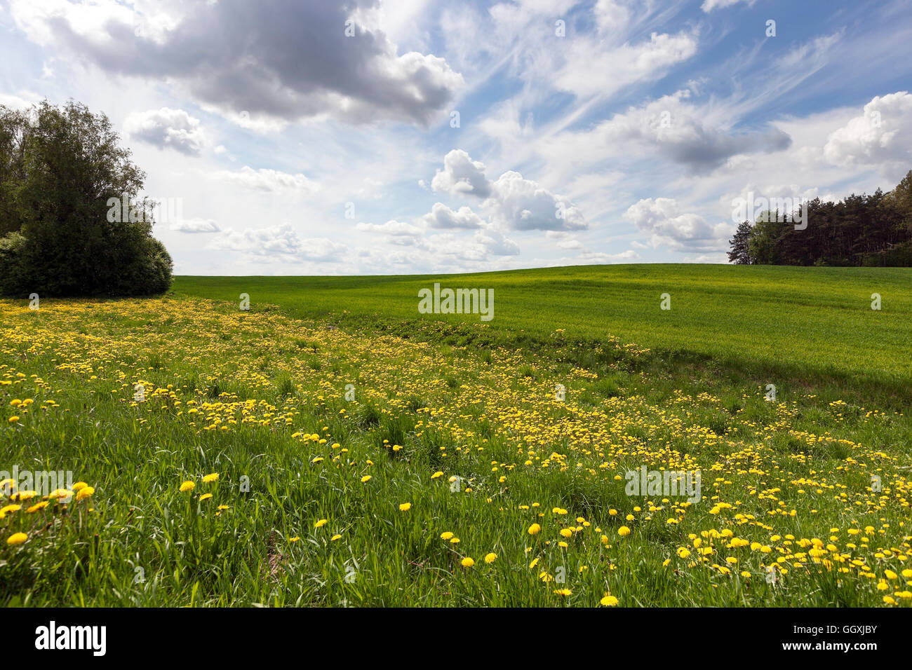 Photo agriculture, Europe Stock Photo Alamy
