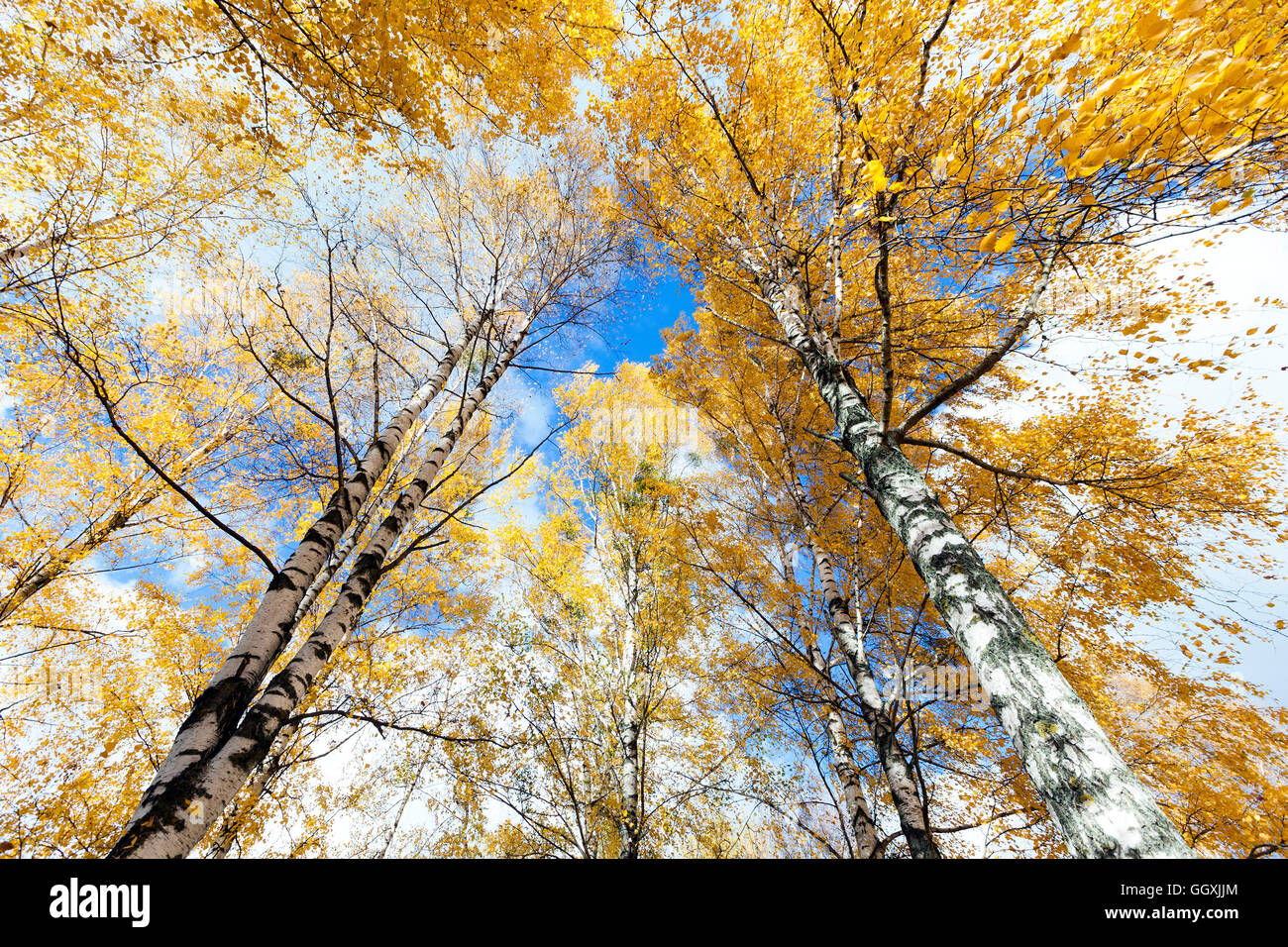 birch tree in autumn Stock Photo - Alamy