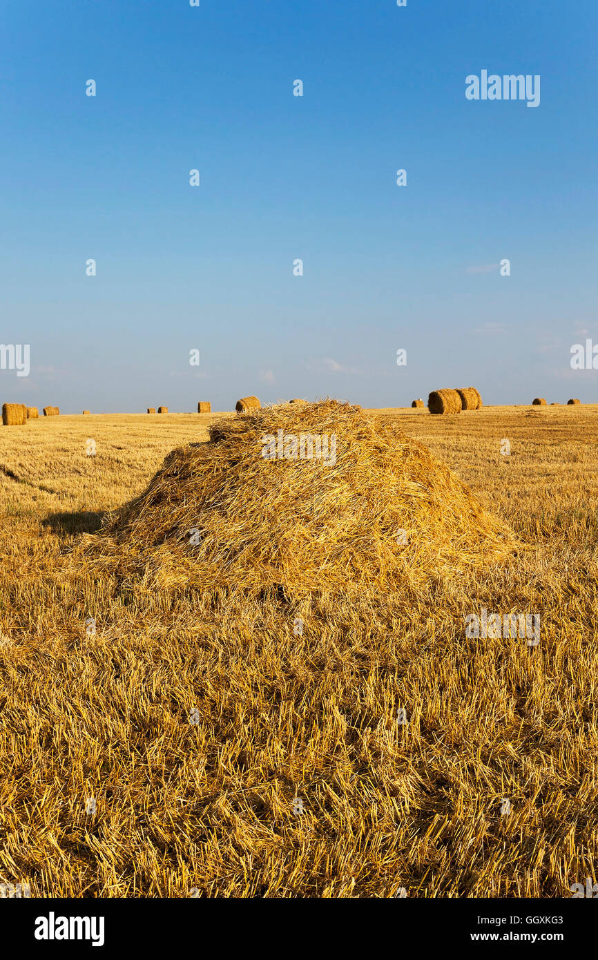 field after harvesting Stock Photo - Alamy