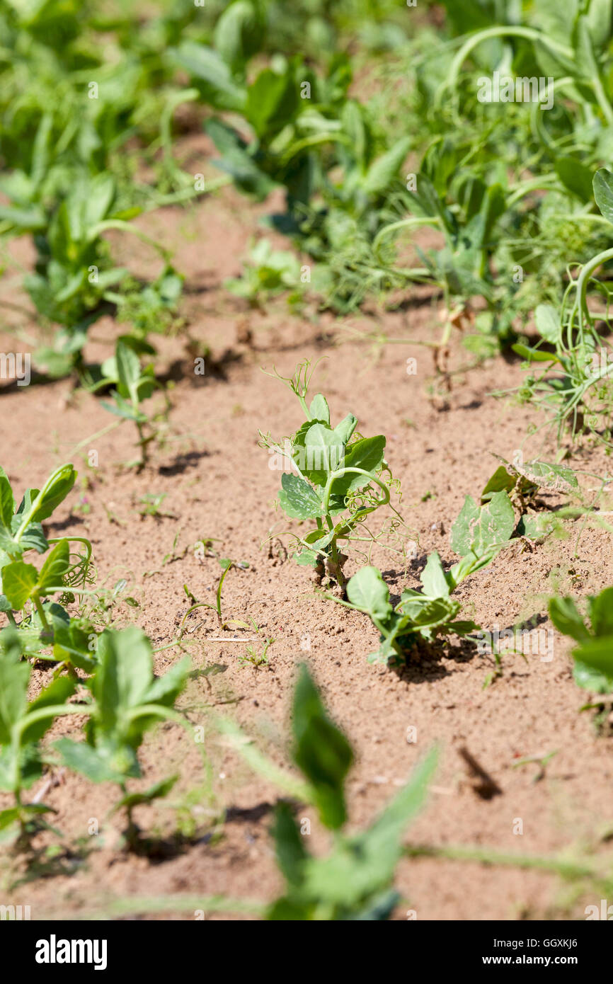 field with green peas Stock Photo