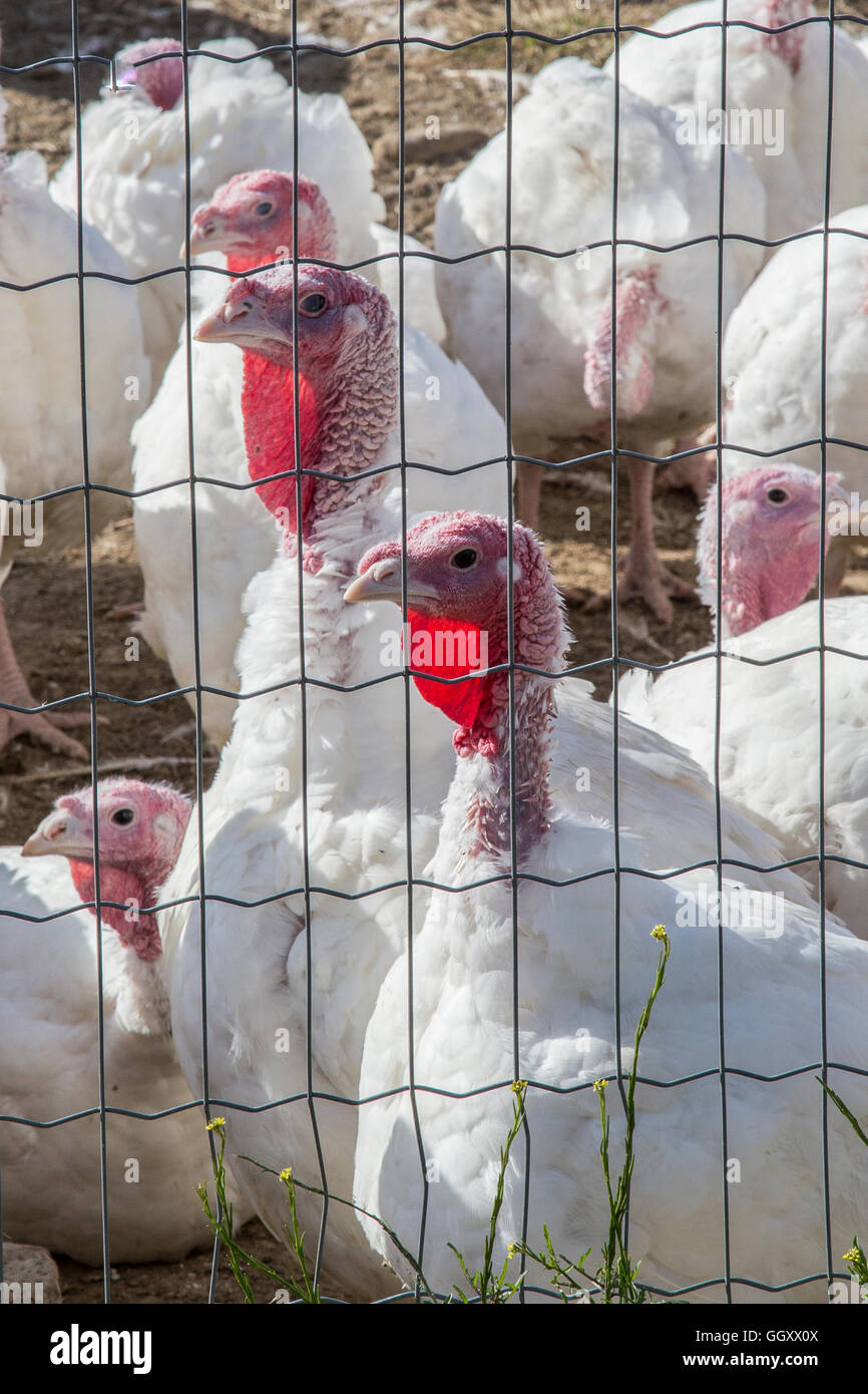 A turkey farm in Massachusetts which raises their free range turkeys in