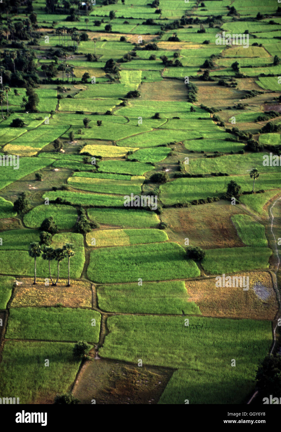 Aerial view of rice fields from the Aerophile tethered gas balloon. Siem Reap - Cambodia Stock Photo