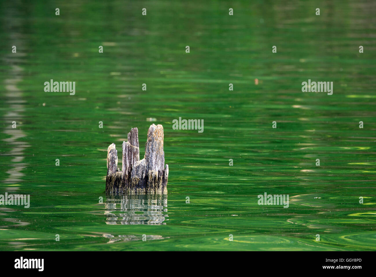 Tree stump in water hires stock photography and images Alamy