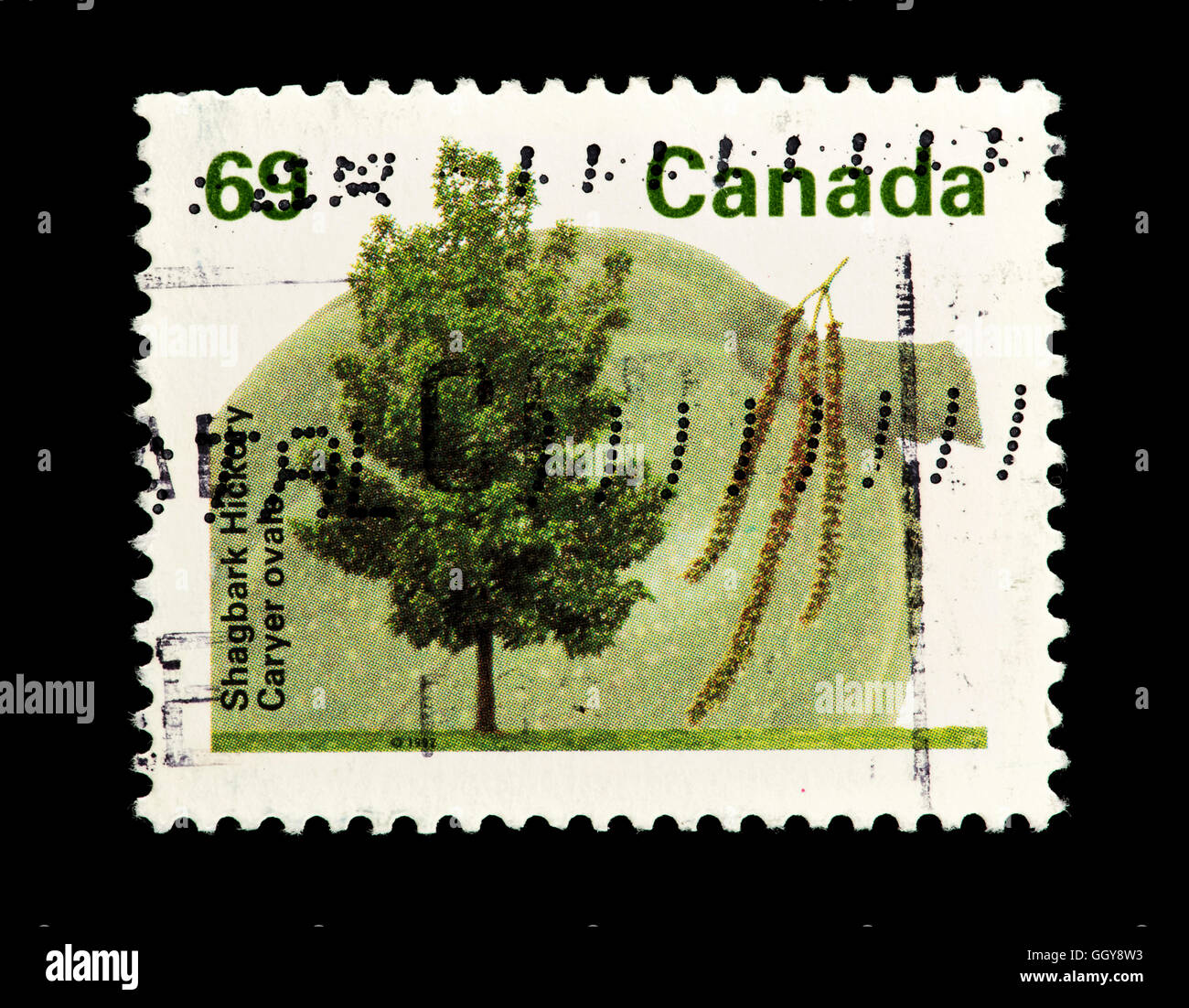 Postage stamp from Canada depicting  shagbark hickory trees and seeds (Carya ovata) Stock Photo