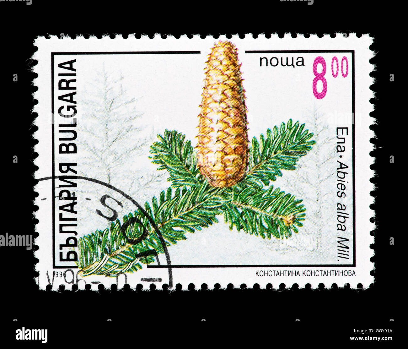 Postage stamp from Bulgaria depicting a European silver fir (Abies alba) Stock Photo