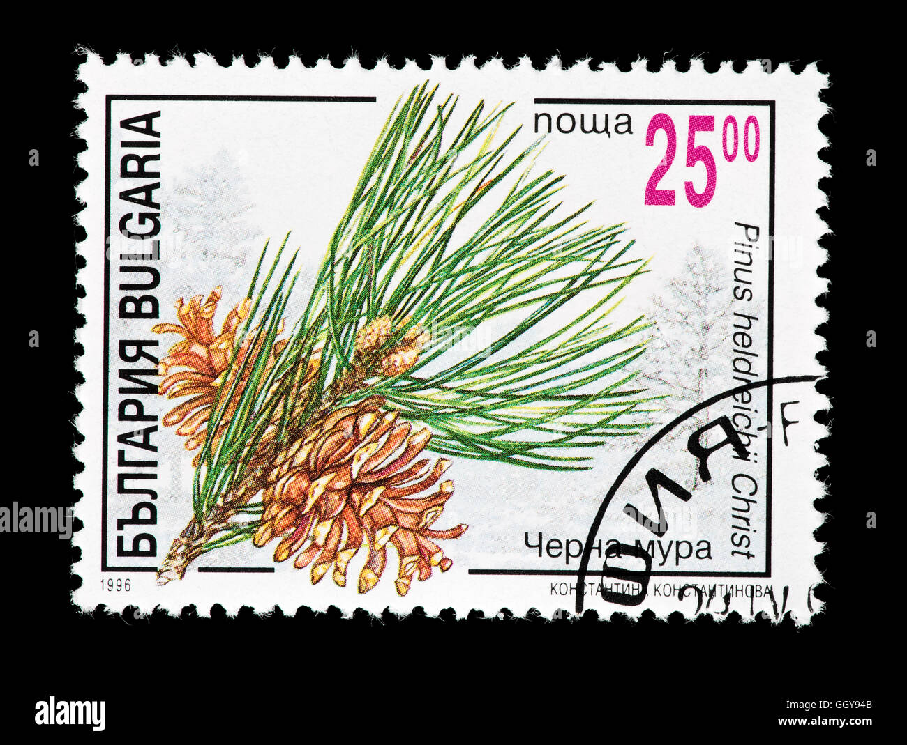Postage stamp from Bulgaria depicting a the needles and seeds of  Bosnian pine (Pinus heldreichii) Stock Photo