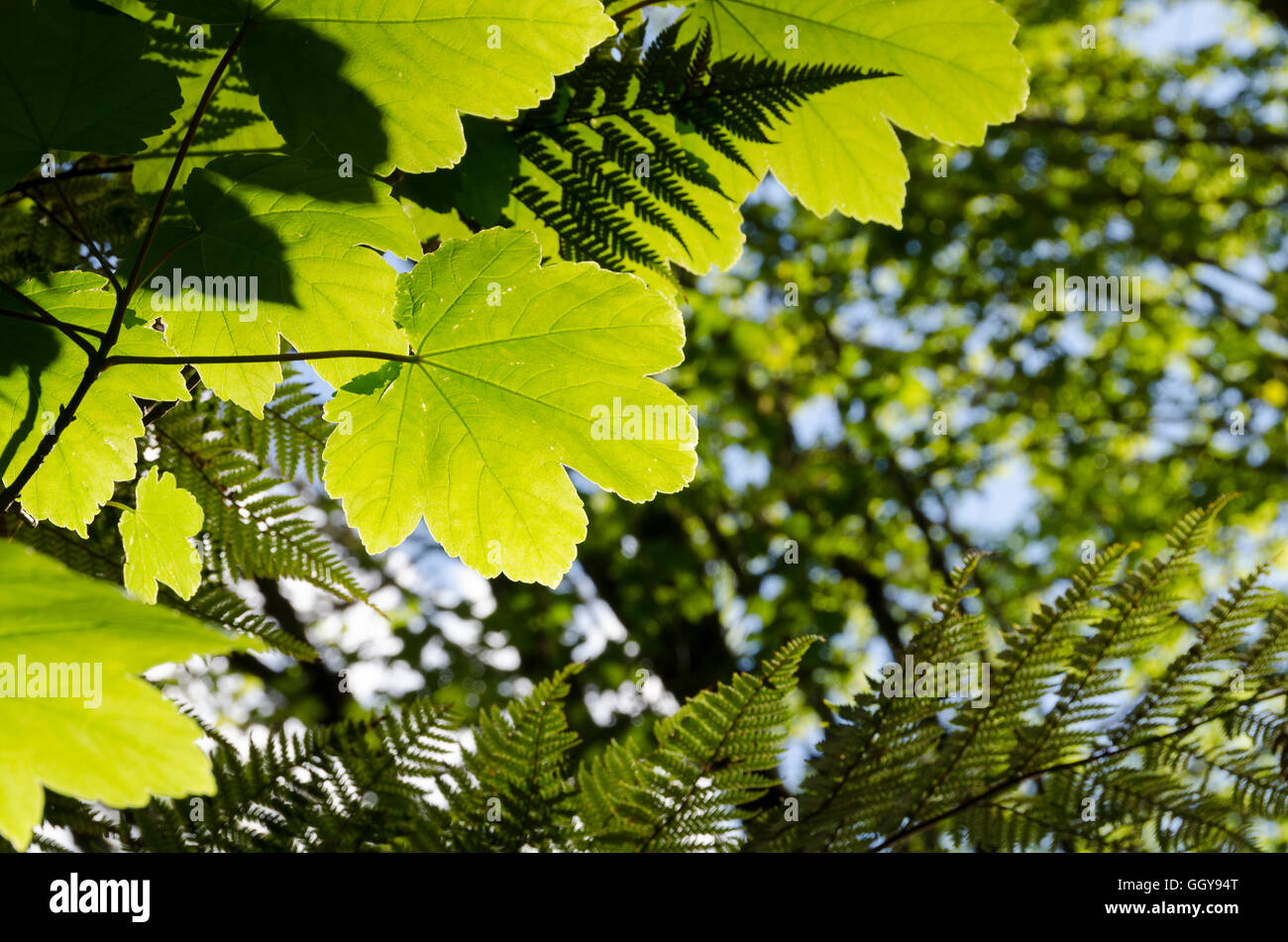 Backlit leaves in forest beside Wanganui River, Whakahoro, near Raetihi, Waimarino, North Island, New Zealand Stock Photo
