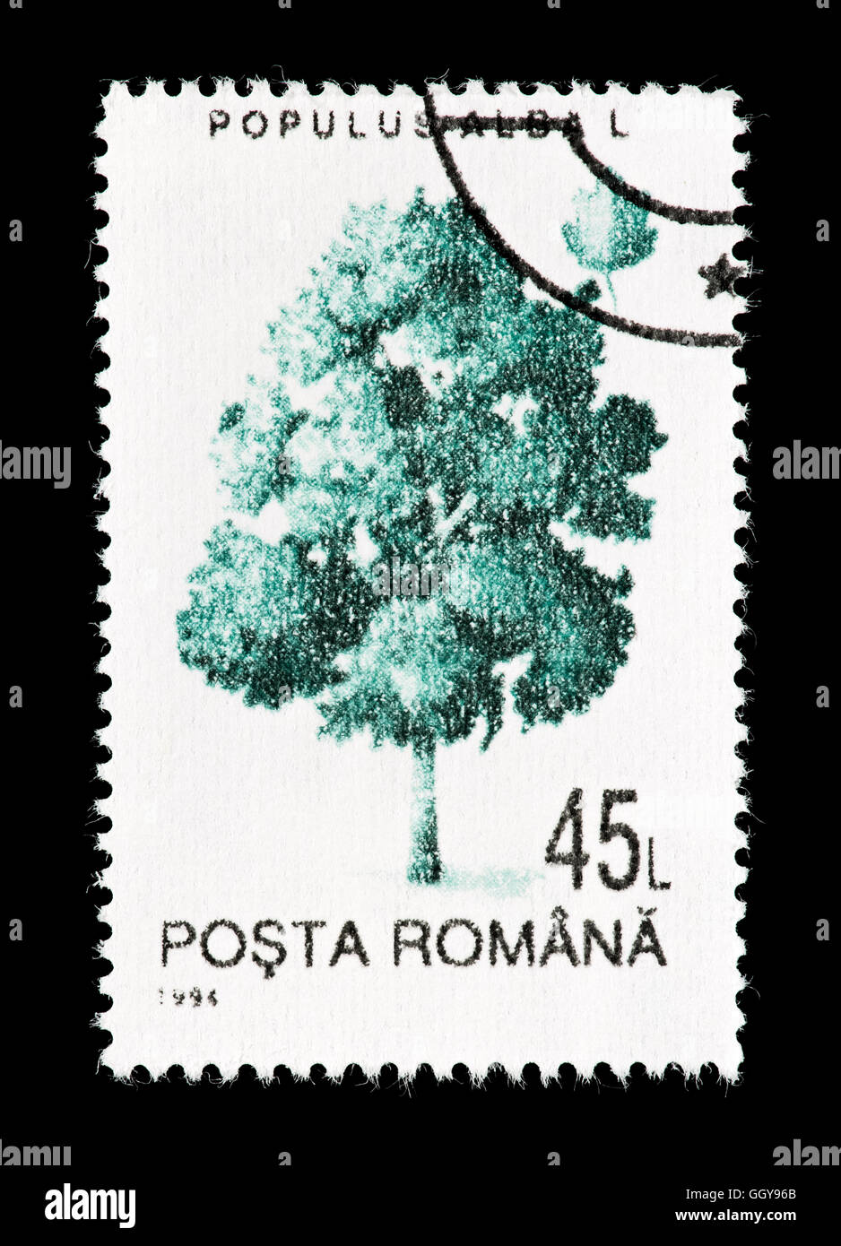 Postage stamp from Romania depicting abele or silver poplar (Populus alba) Stock Photo