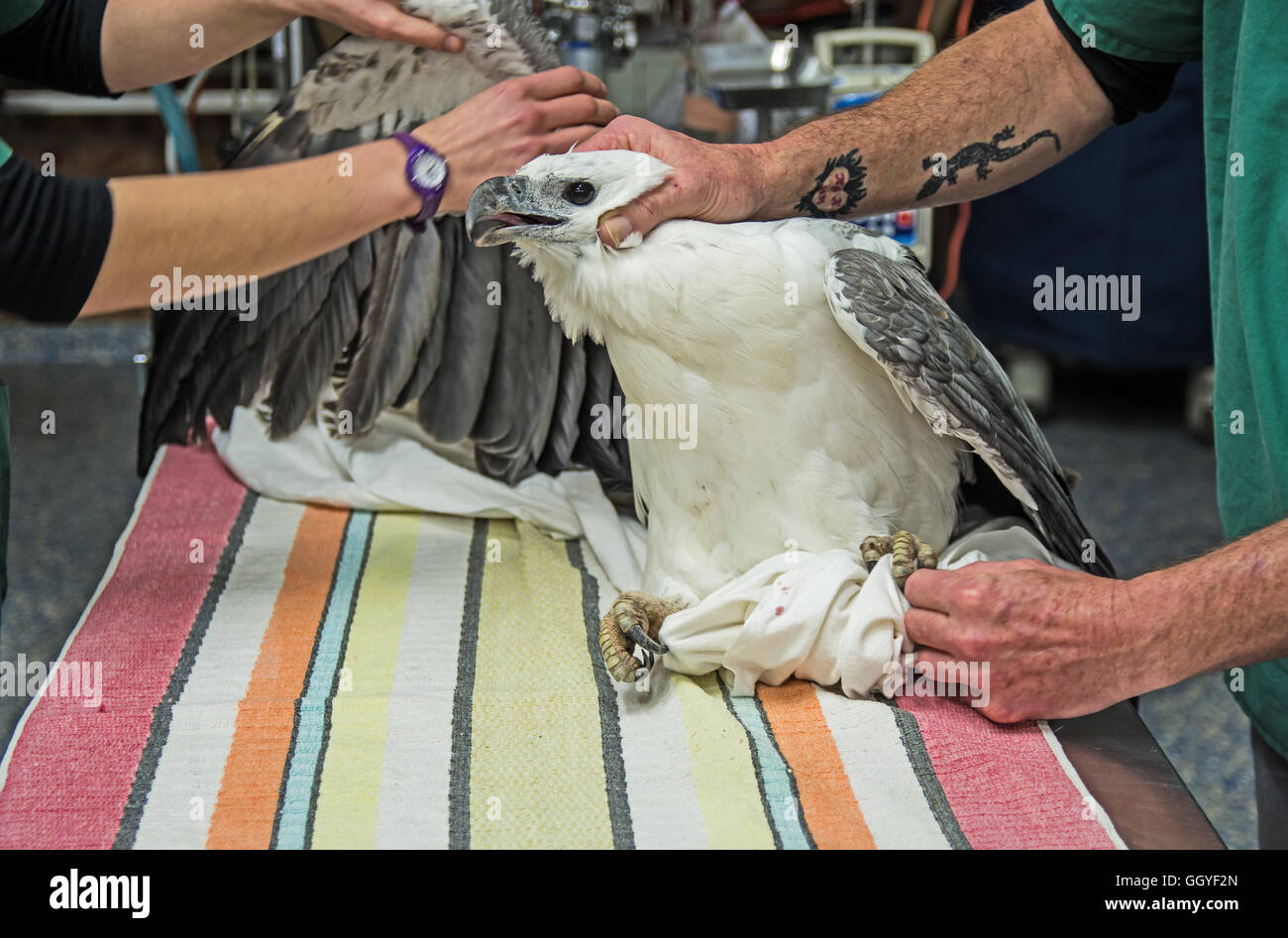 White bellied sea eagles hi-res stock photography and images - Alamy