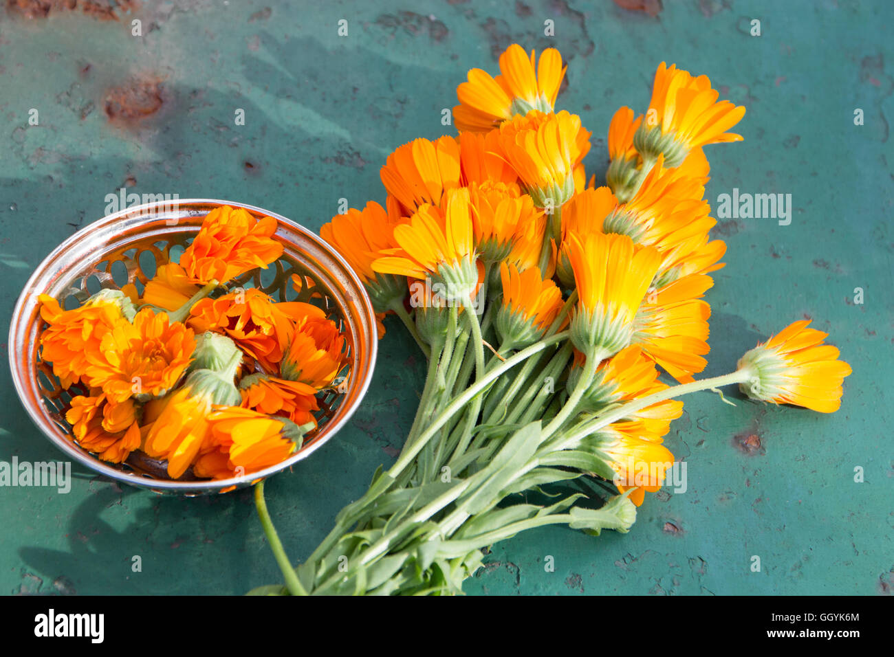 Calendula - pot marigold - herbal plant Stock Photo