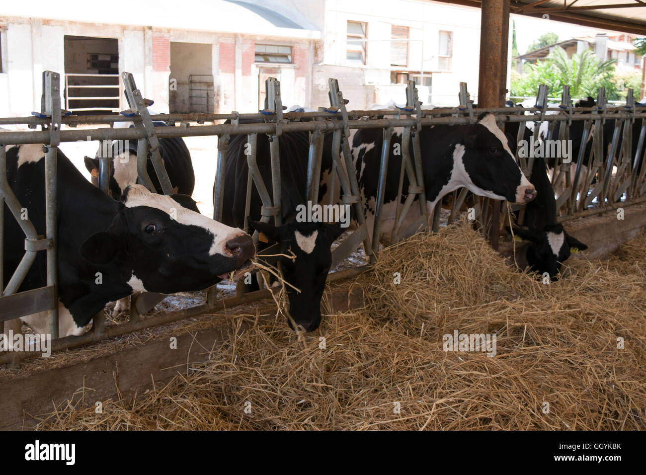cows eating grass in a cattle shed Stock Photo