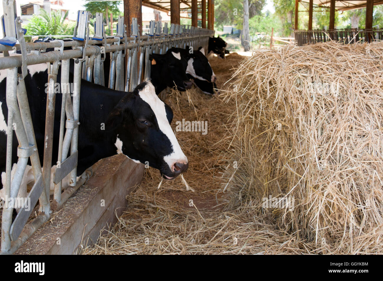 cows eating grass in a cattle shed Stock Photo Alamy