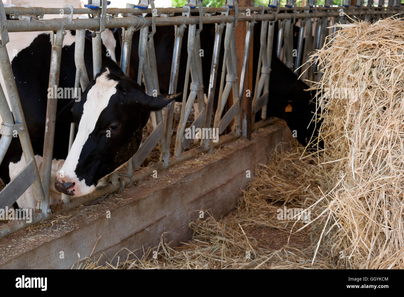 cows eating grass in a cattle shed Stock Photo