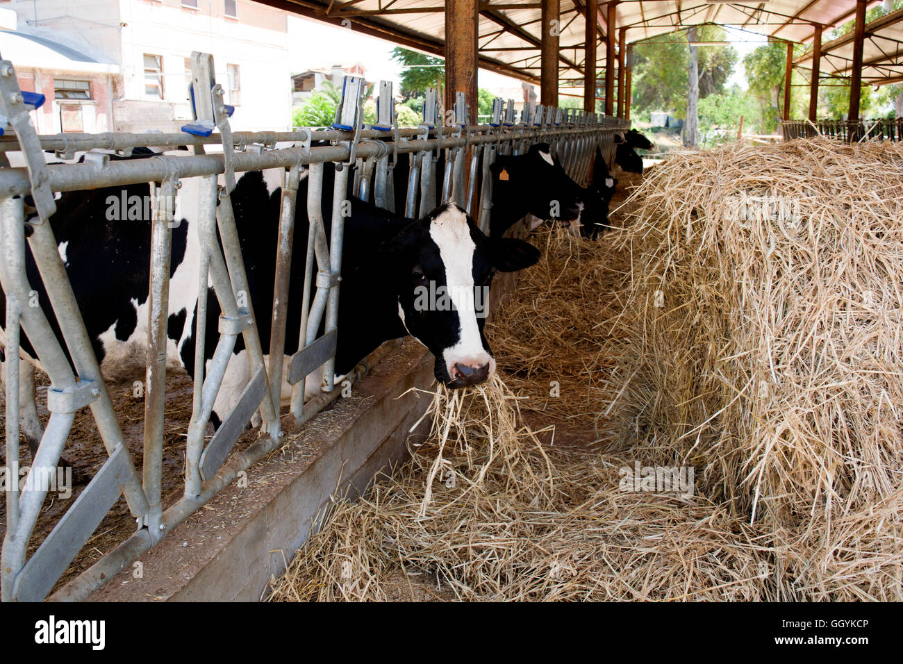 cows eating grass in a cattle shed Stock Photo Alamy