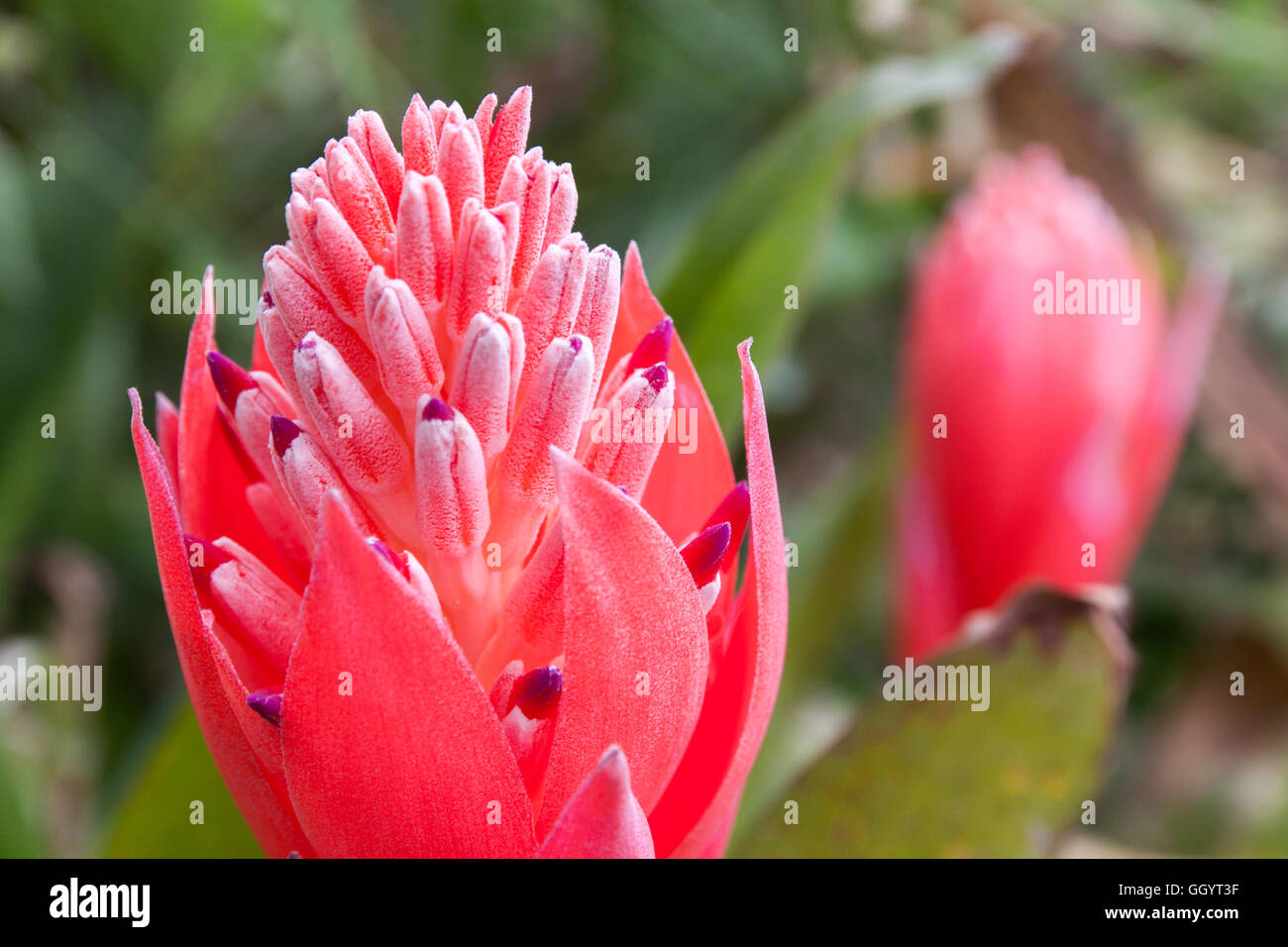 Billbergia Kyoto Bromeliad flowering and ornamental plants. ornamental red color a flowering plant Stock Photo