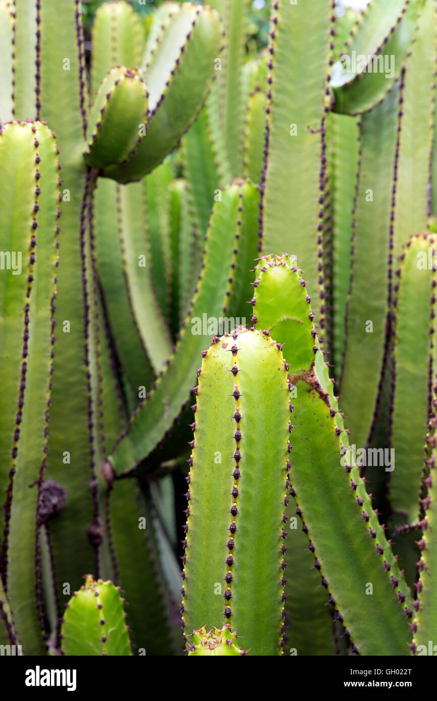 Euphorbia Canariensis - canary island typical cactus Stock Photo - Alamy