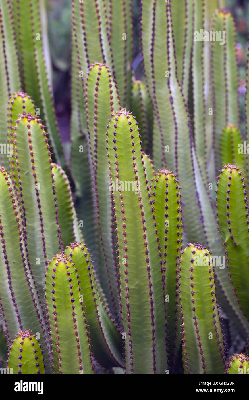 Euphorbia Canariensis - canary island typical cactus Stock Photo