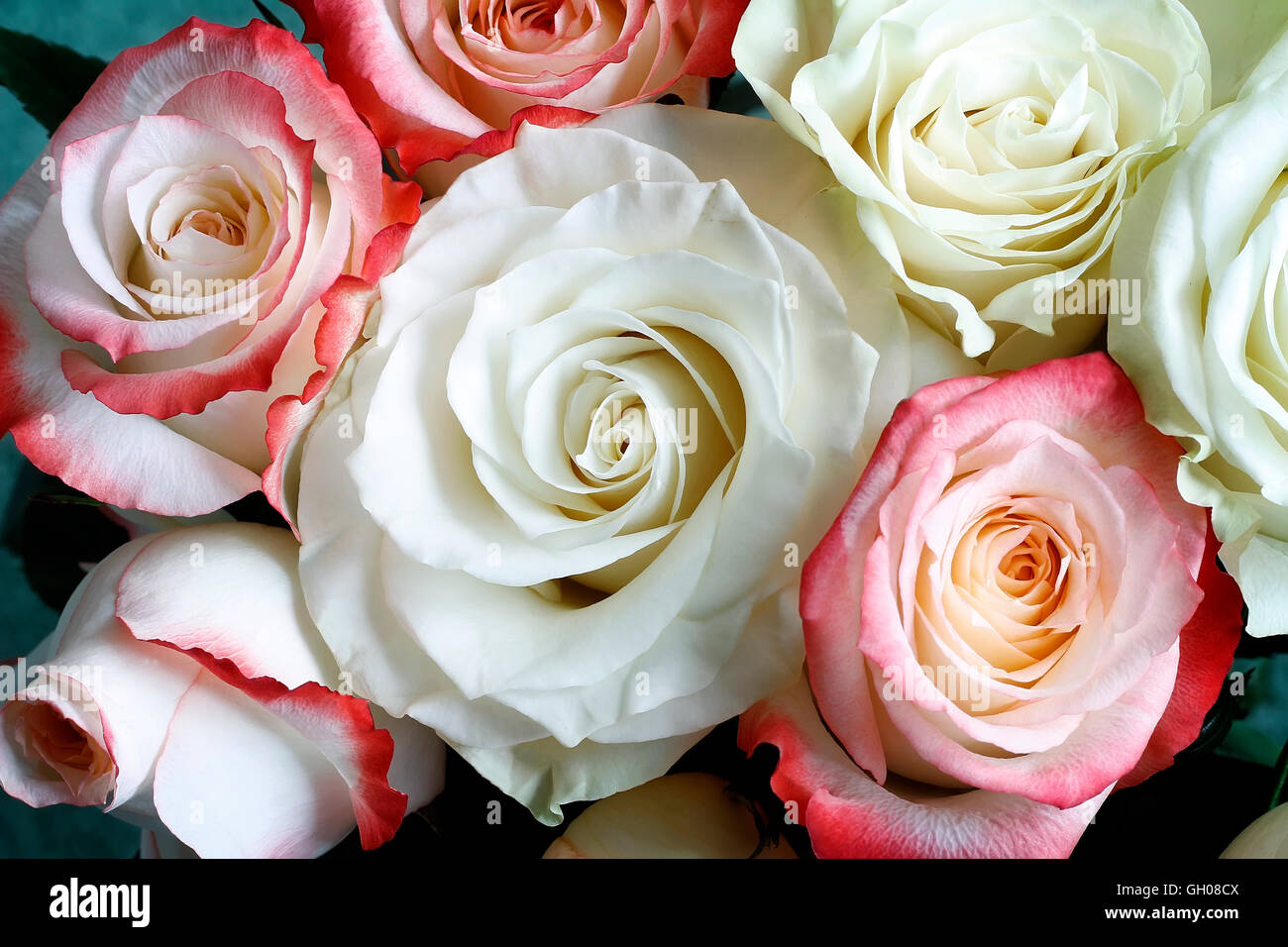 A bouquet of beautiful white and light pink roses on light green ...