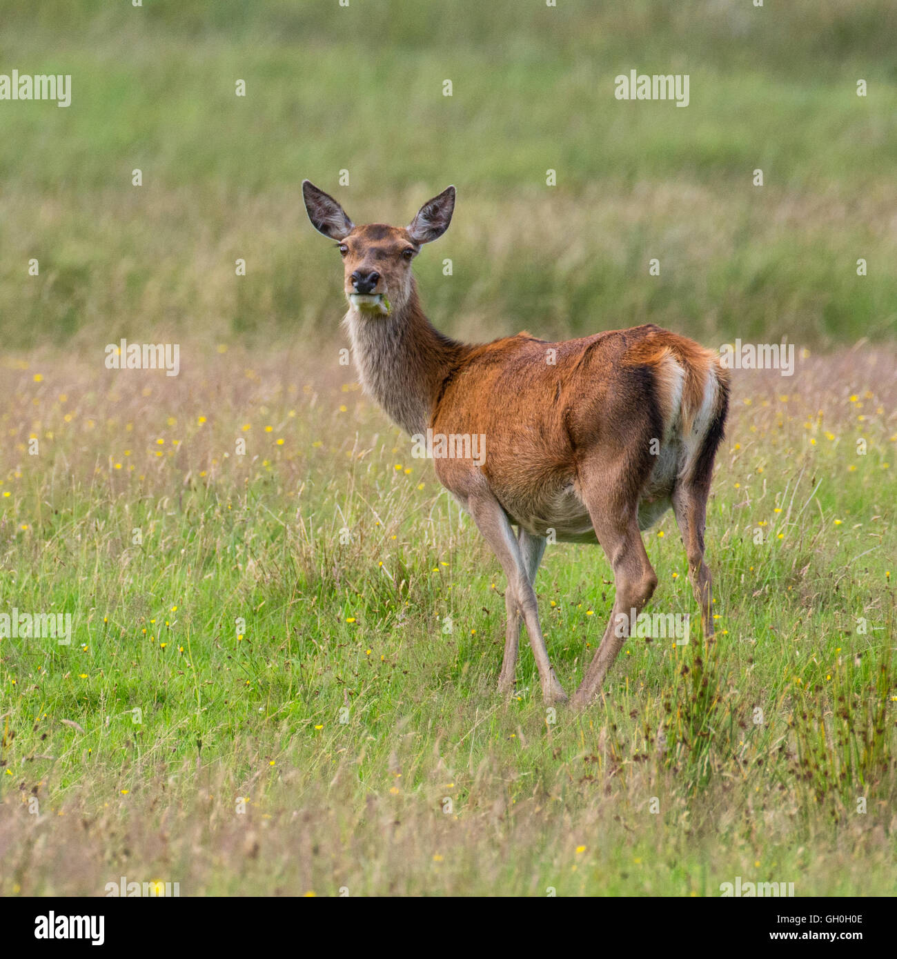 Deedar Rind Red Deer Hind Stock Photo - Alamy