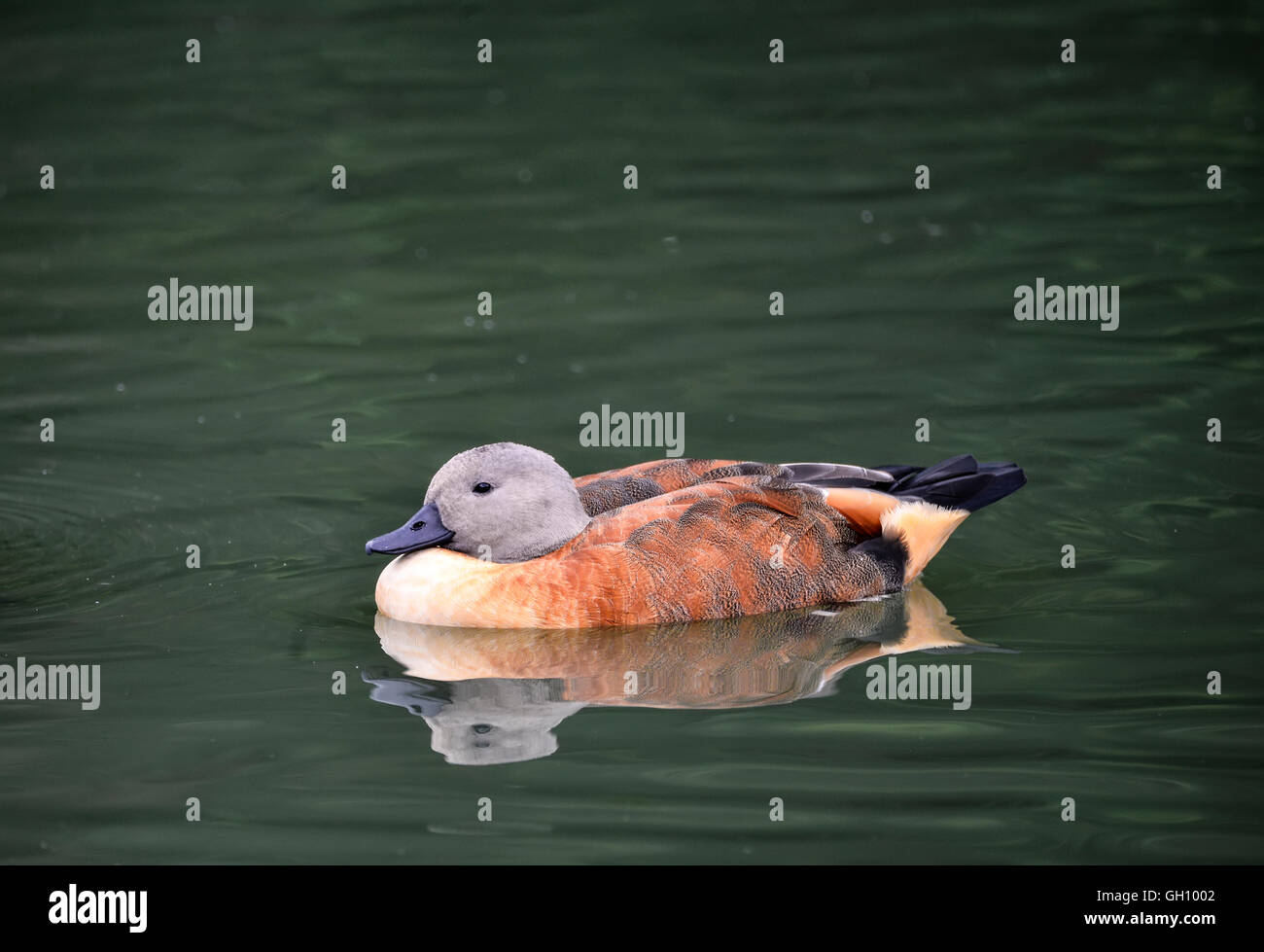 Beautiful portrait of South African Shelduck bird duck in pond landscape Stock Photo