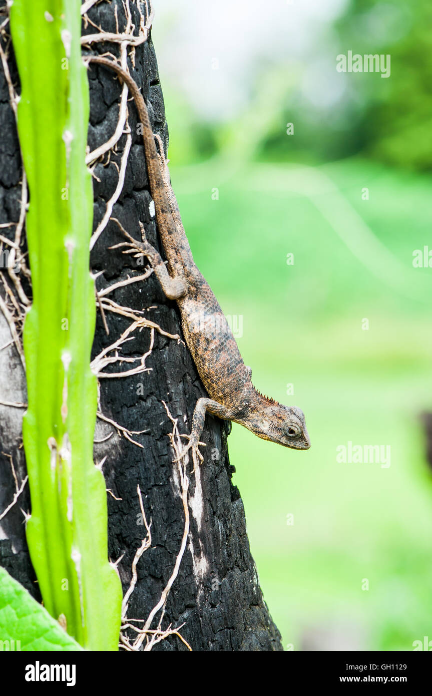 Brown lizard,tree lizard, details of lizard skin stick on the tree Stock Photo