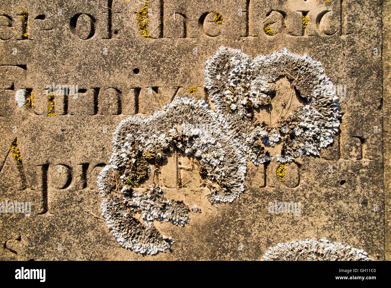 UK, England, Cheshire, Astbury, St Mary’s Churchyard, lichen colony growing on old gravestone Stock Photo