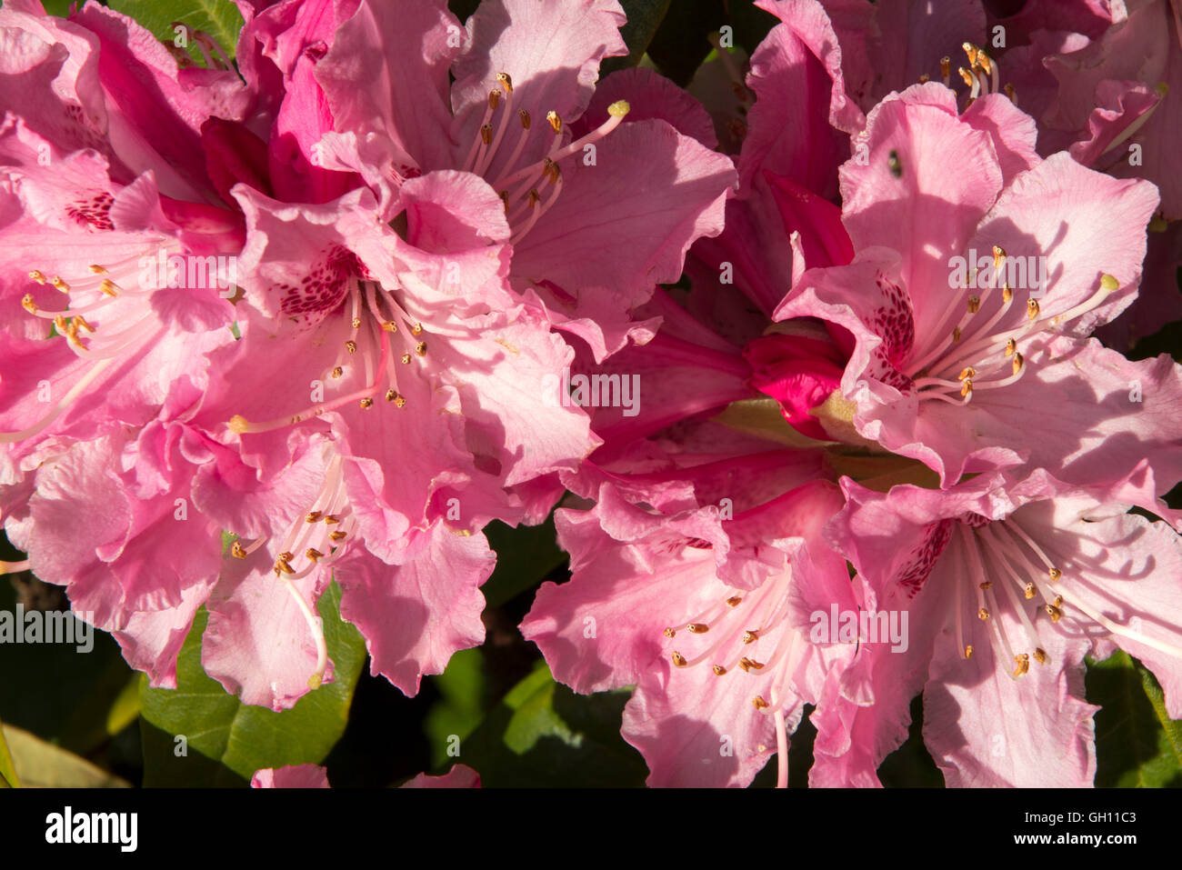UK, England, Cheshire, Astbury, St Mary’s Churchyard, pink rhododendron flowers Stock Photo