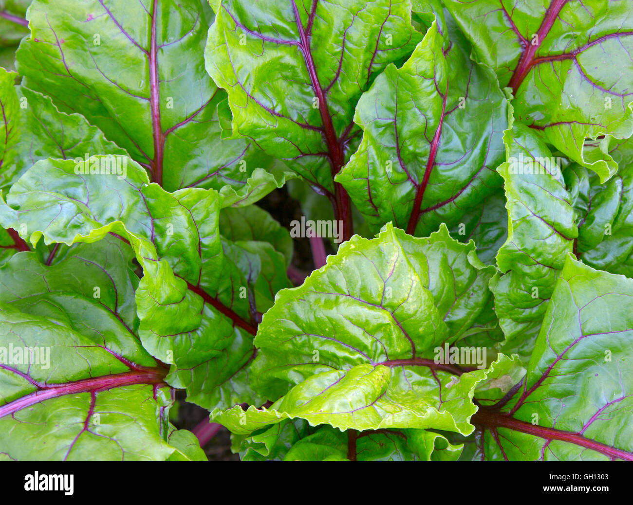 Beetroot 'Boltardy' leaves often used in salads Stock Photo