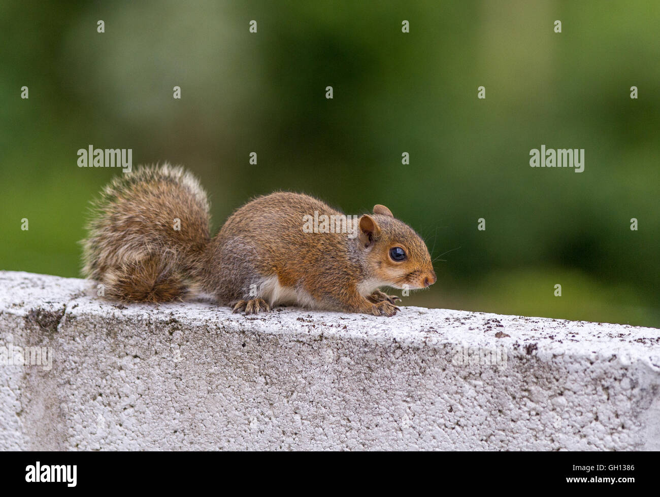 Baby grey squirrel on a white wall with a natural green background. Stock Photo