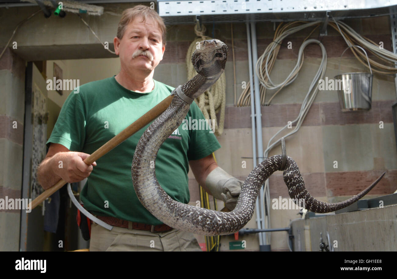 King Cobra  Saint Louis Zoo