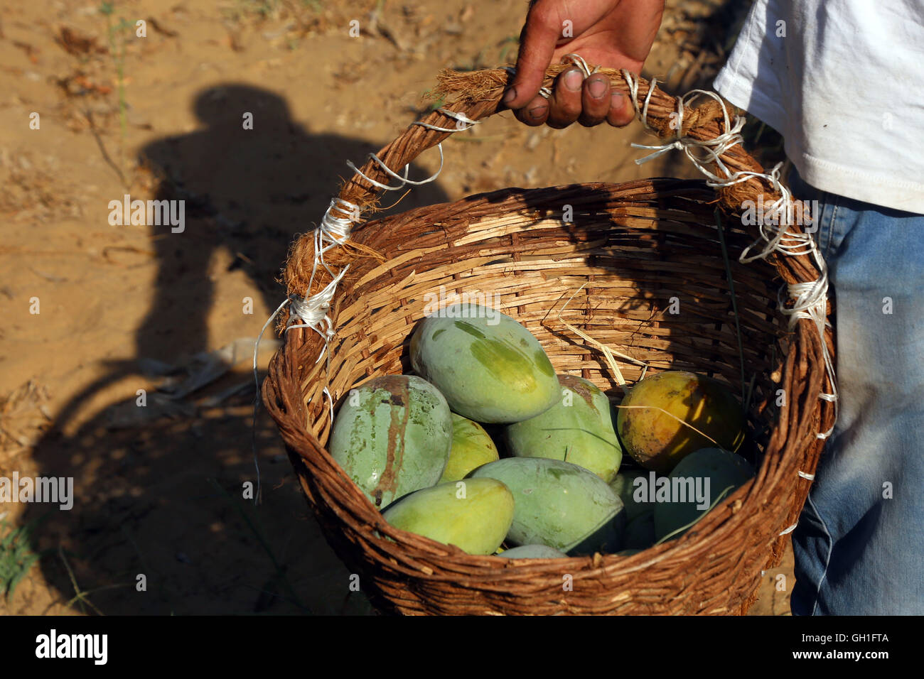 Al Sharqiya, Egypt. 6th Aug, 2016. An Egyptian harvests mangoes at a mango farm in Al Sharqiya
