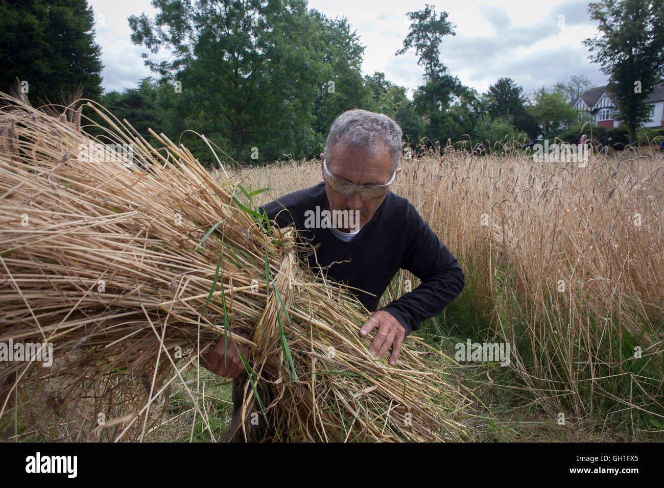 London, UK 8th August 2016: Local community volunteers help harvest the heritage wheat crop from the public Ruskin Park in the south London borough of Lambeth, UK. The wheat has been growing in the park's long grass area, a corner where a variety of wheat such as Blue Cone Rivet, Rouge d'Ecosse and Old kent Red and others including from Ethiopia, have thrived. London heritage wheat specialist and baker Andy Forbes, will have his produce ground in the once-derelict windmill in Brixton, which, after Lottery funding, now serves the community as a working mill. Credit: Richard Baker / Alamy Live N Stock Photo