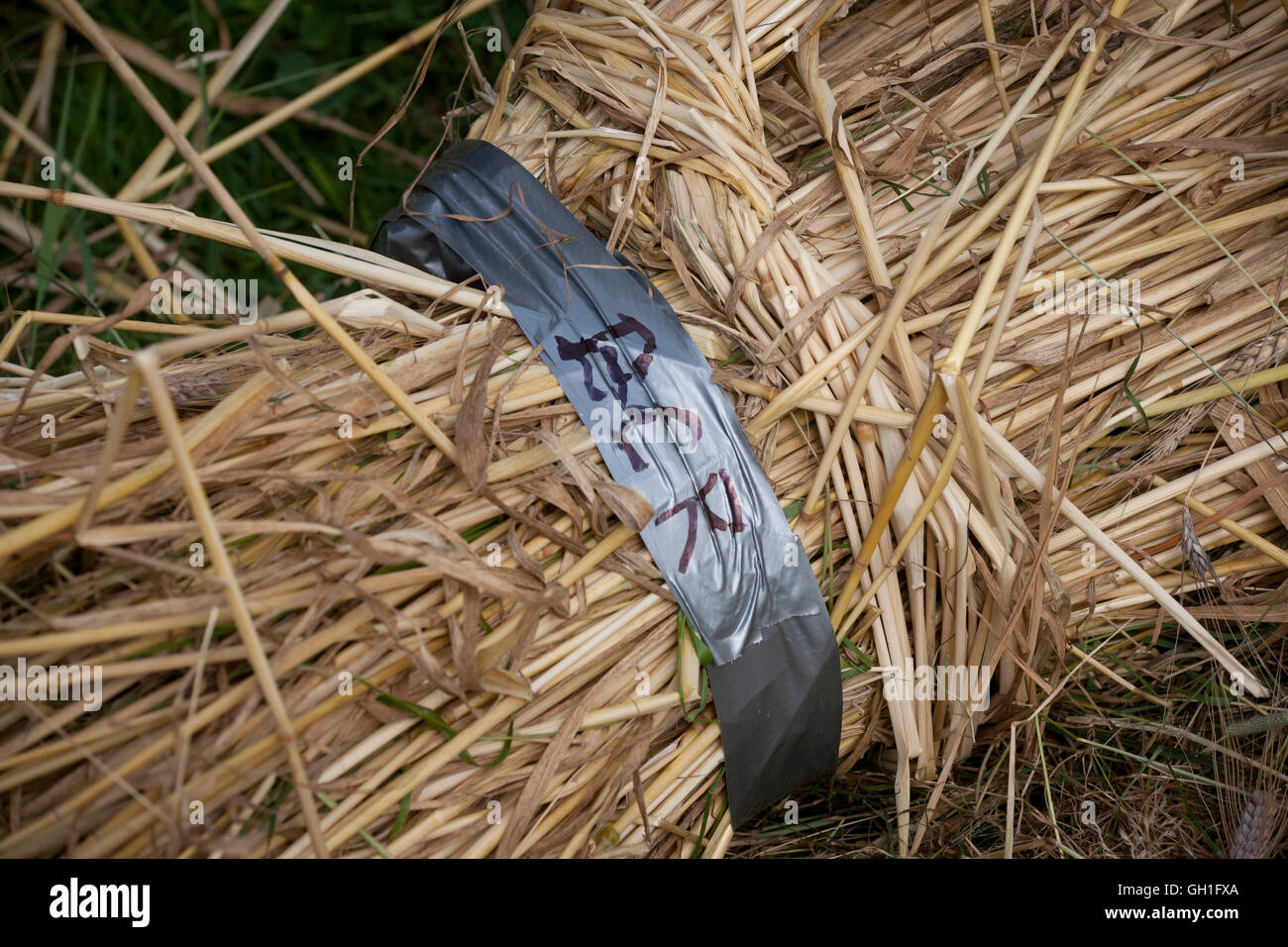 Rivet wheat hires stock photography and images Alamy