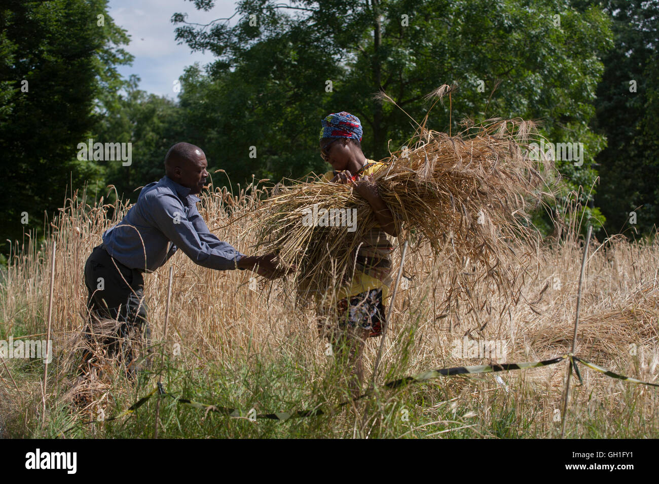 London, UK 8th August 2016: Local community volunteers help harvest the heritage wheat crop from the public Ruskin Park in the south London borough of Lambeth, UK. The wheat has been growing in the park's long grass area, a corner where a variety of wheat such as Blue Cone Rivet, Rouge d'Ecosse and Old kent Red and others including from Ethiopia, have thrived. London heritage wheat specialist and baker Andy Forbes, will have his produce ground in the once-derelict windmill in Brixton, which, after Lottery funding, now serves the community as a working mill. Credit: Richard Baker / Alamy Live N Stock Photo