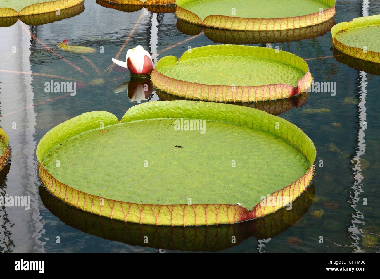 Lily Pad Stock Photo