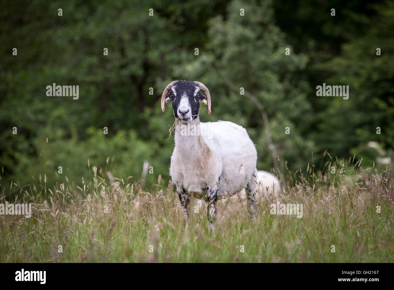 Sheep chewing grass looking at camera. She is outside in a field and is a Swaledale breed. Stock Photo