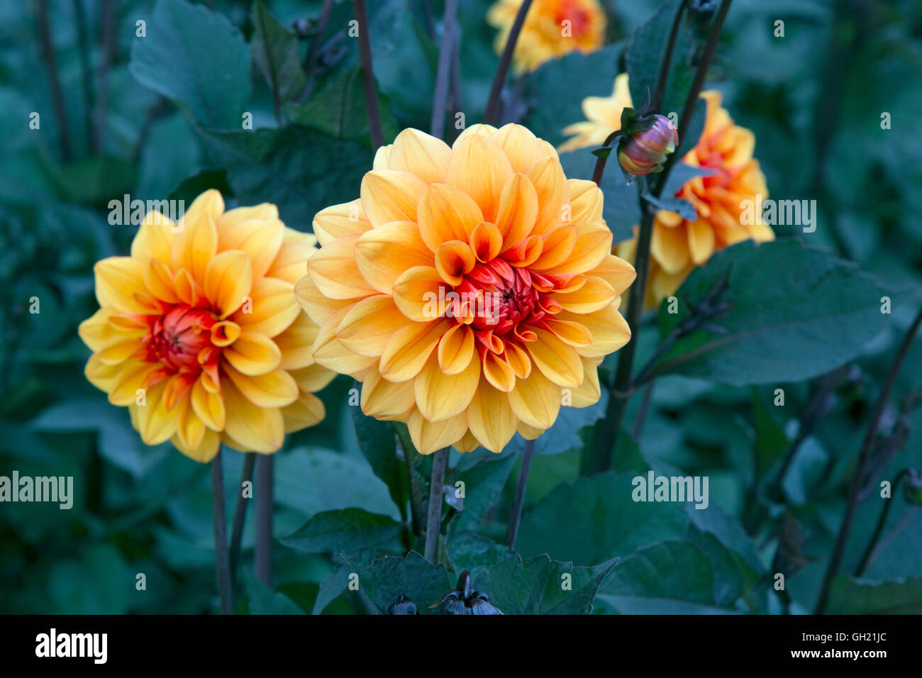 Dahlia David Howard in garden border Stock Photo - Alamy