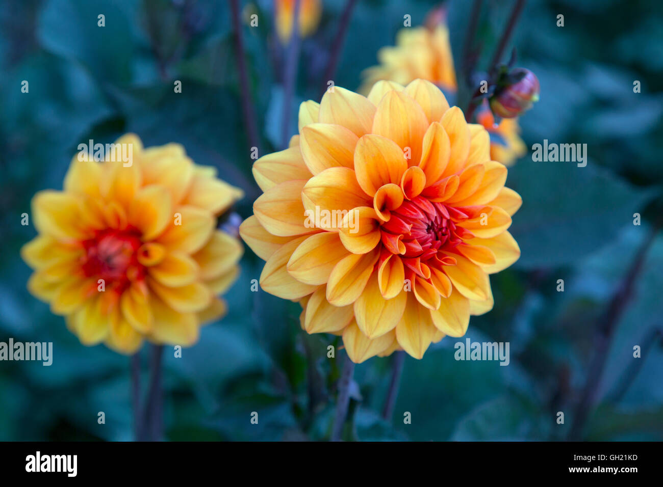Dahlia David Howard in garden border Stock Photo - Alamy
