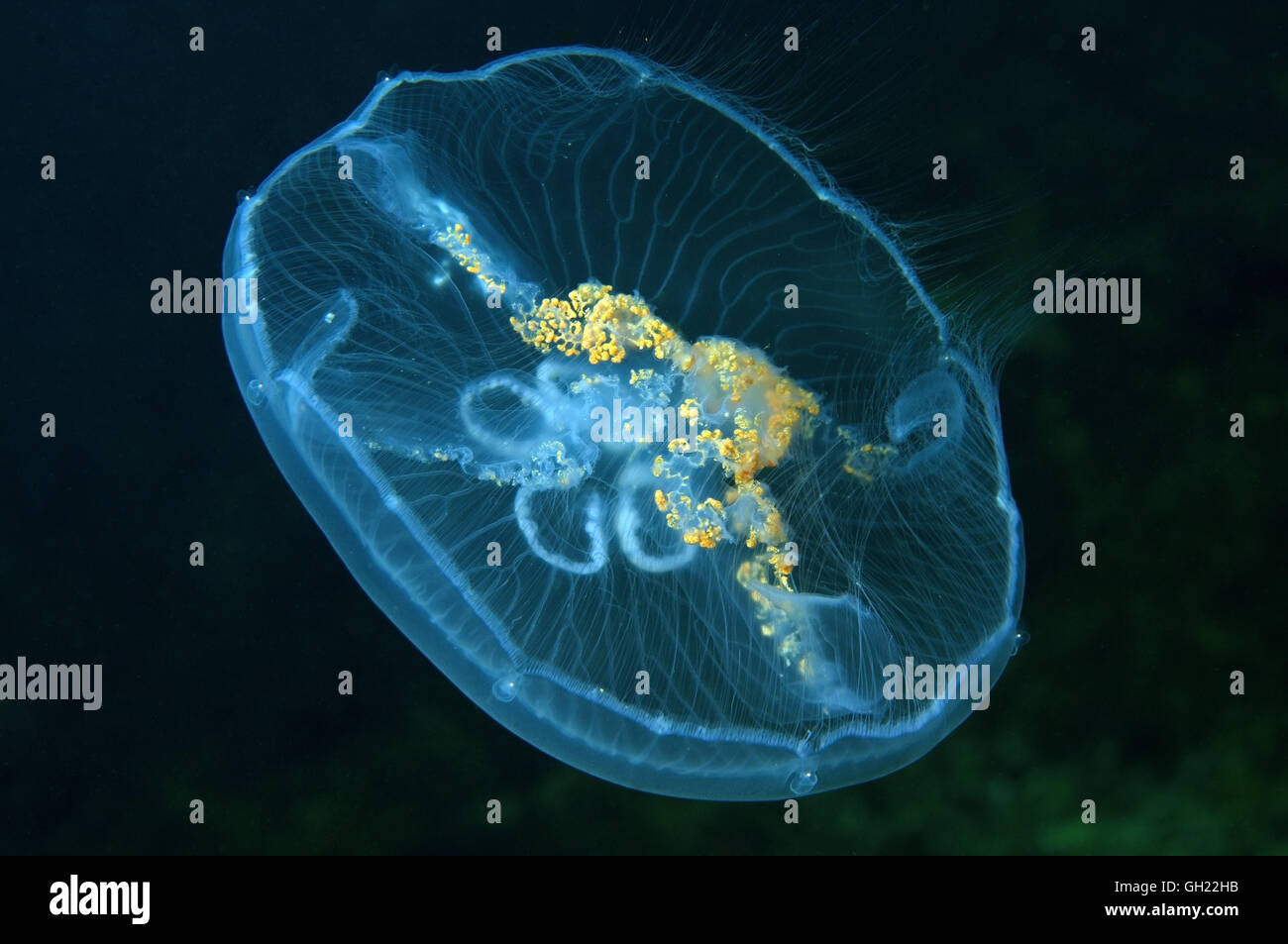 Moon jelly, Common jellyfish or Moon jellyfish (Aurelia aurita) Black Sea Stock Photo