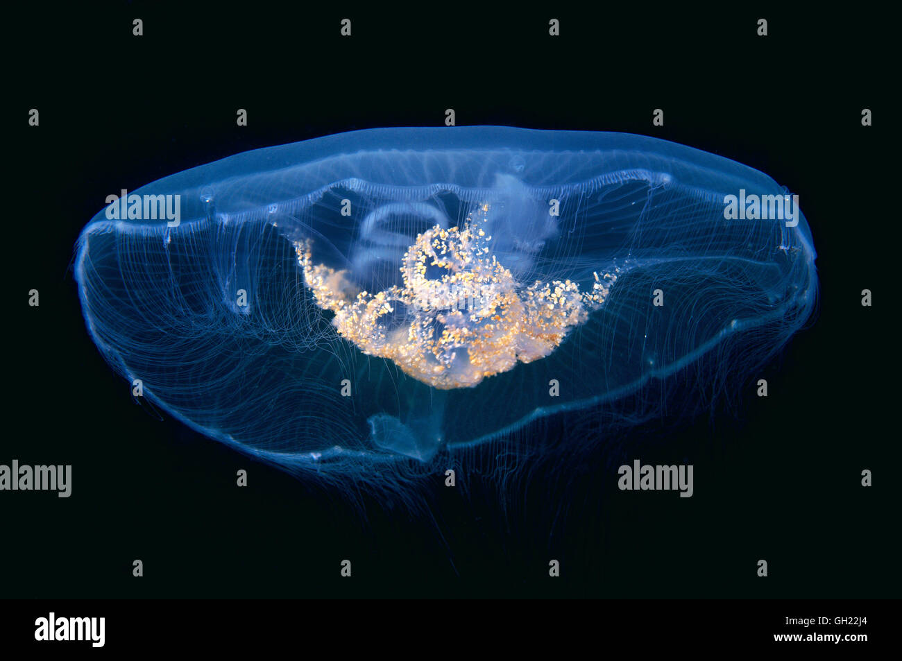 Moon jelly, Common jellyfish or Moon jellyfish (Aurelia aurita) Black Sea Stock Photo