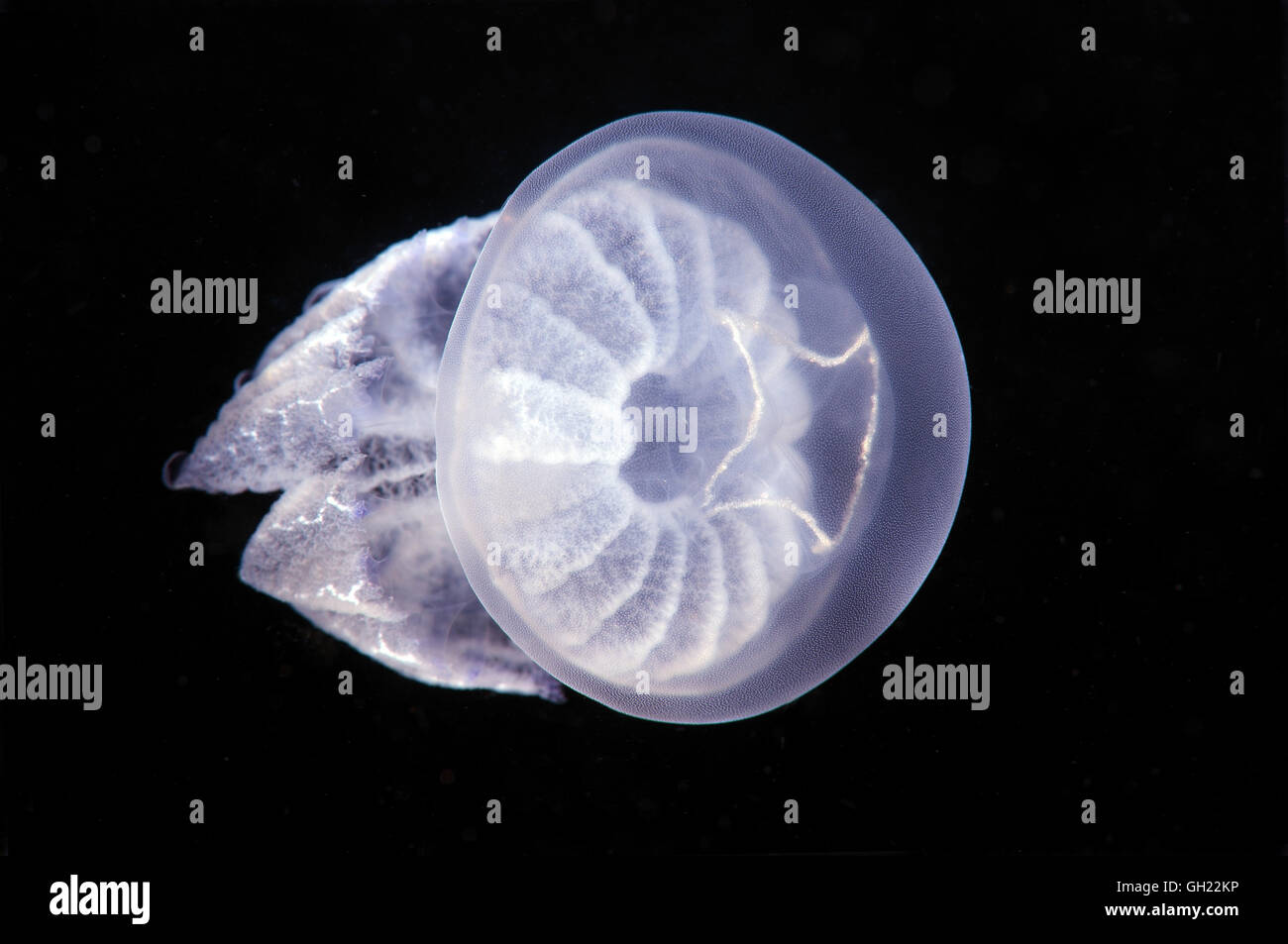 Barrel jellyfish, dustbin-lid jellyfish or frilly-mouthed jellyfish (Rhizostoma pulmo) Black Sea Stock Photo