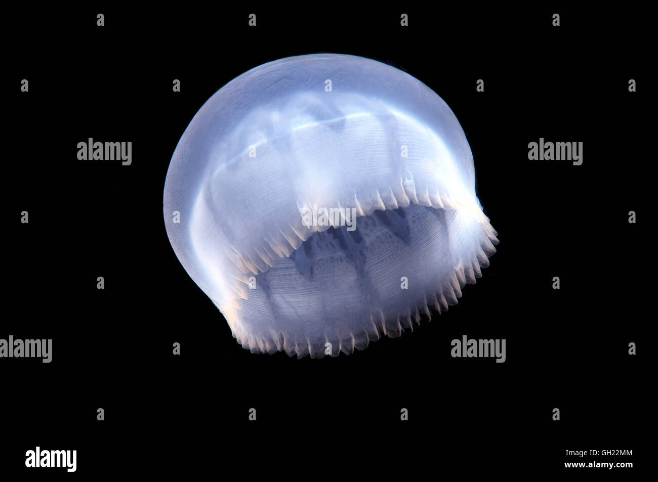unknown species of jellyfish in Black Sea Stock Photo