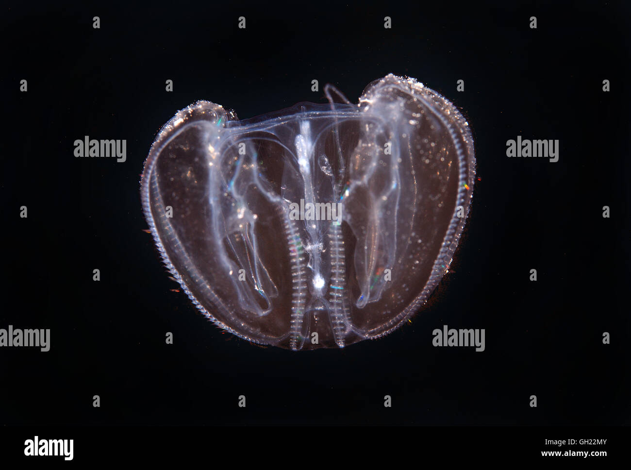 Warty comb jelly mnemiopsis leidyi hires stock photography and images