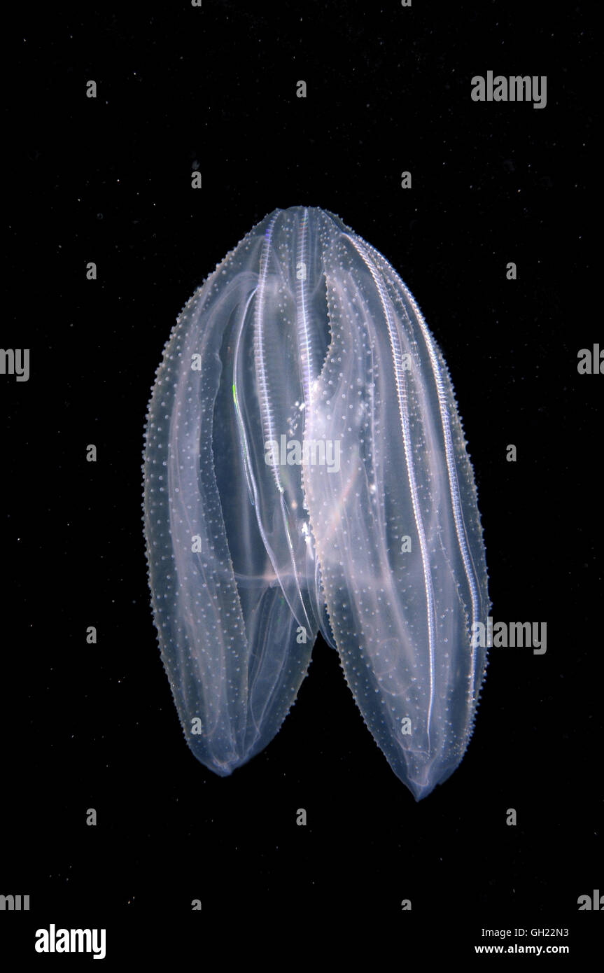 Warty comb jelly mnemiopsis leidyi hires stock photography and images