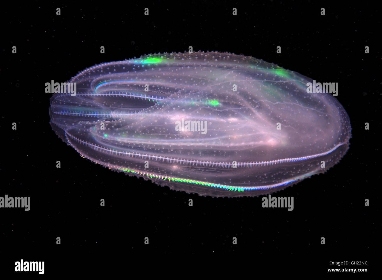 Sea Walnut, American comb jelly, Warty comb jelly or Leidy's comb jelly